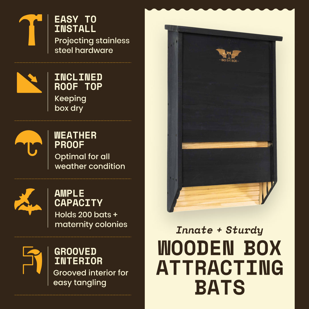 Big Bat Box -  3 chamber