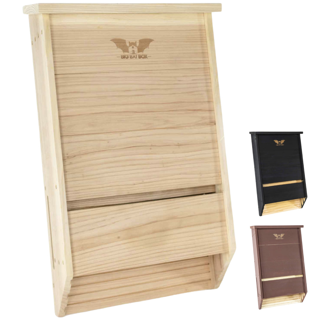 Big Bat Box -  3 chamber
