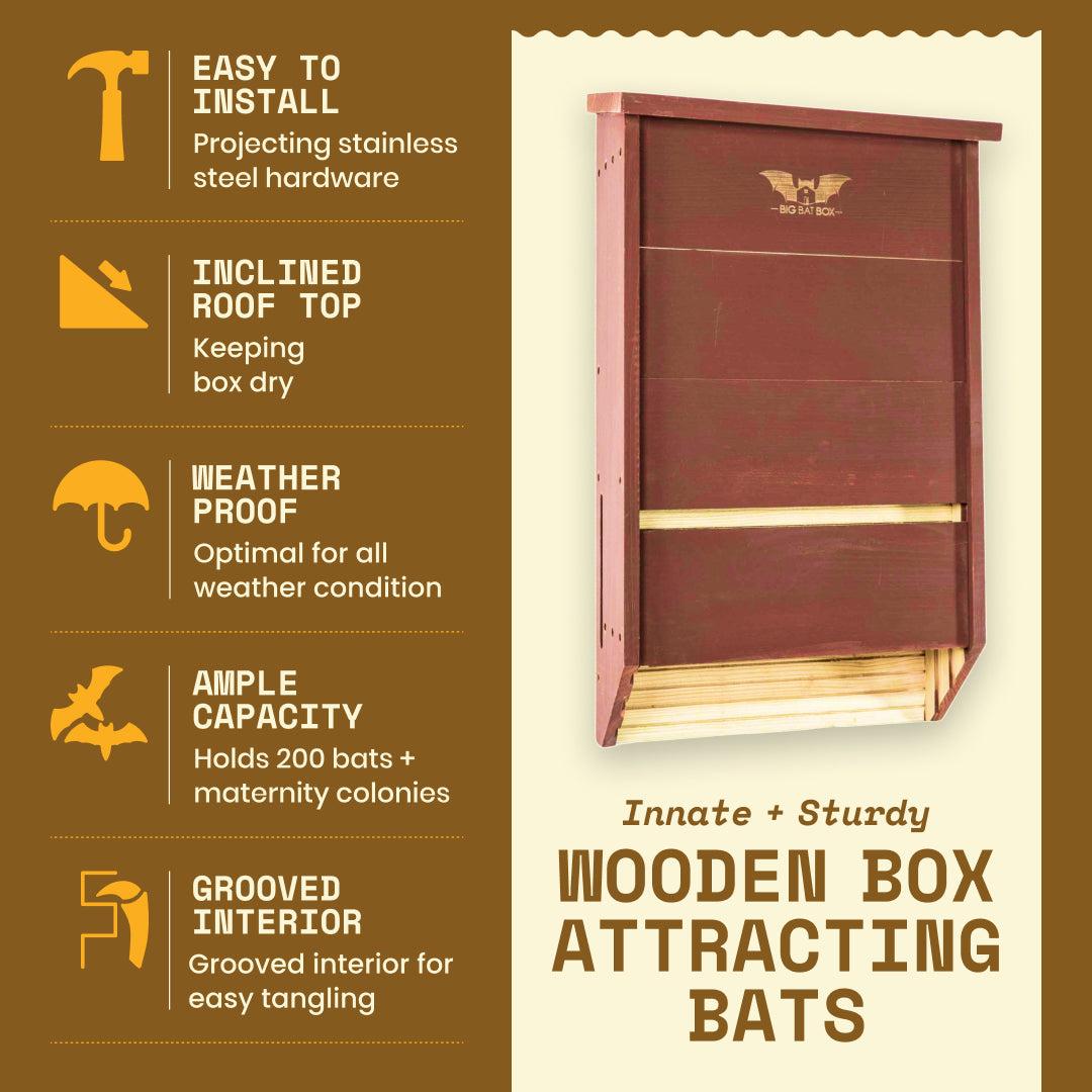Big Bat Box -  3 chamber