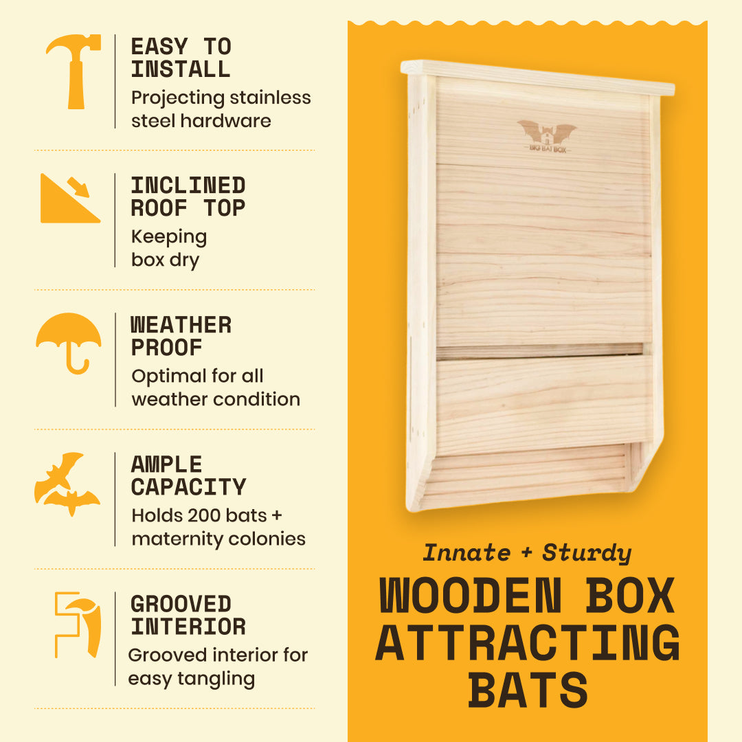 Big Bat Box -  3 chamber
