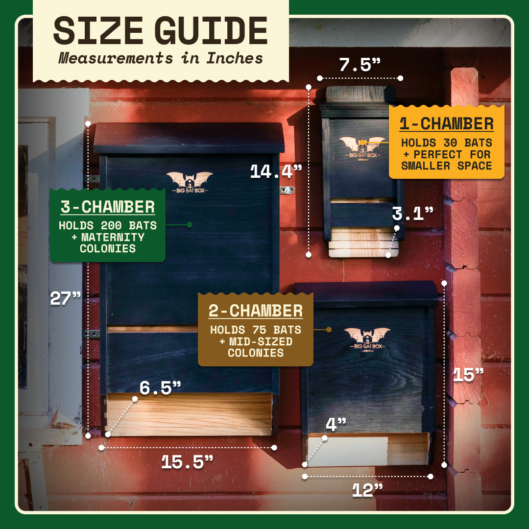 Big Bat Box -  3 chamber