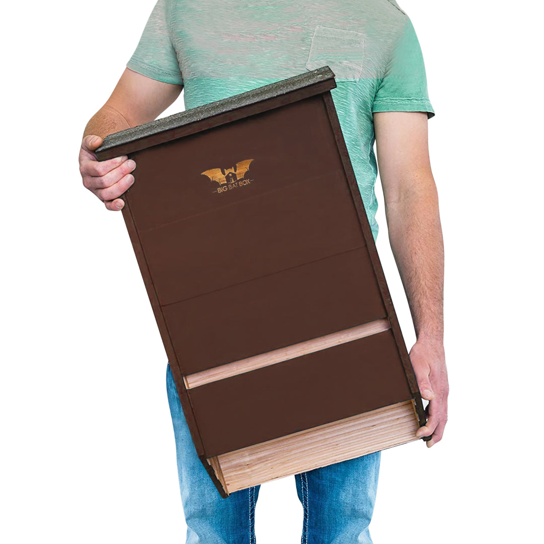 Big Bat Box -  3 chamber