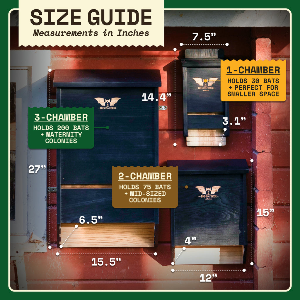 Big Bat Box -  3 chamber